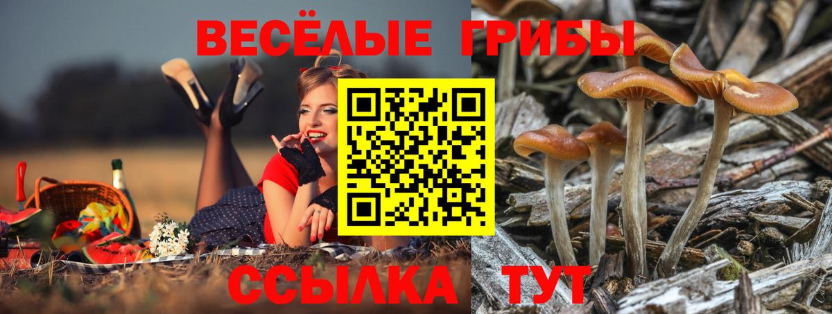 Ливны  Псилоцибиновые грибы Magic Shrooms  наркошоп  Вход с VPN  Псилоцибиновые грибы GOLDEN TEACHER 